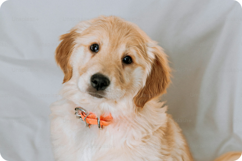 Understanding Dog Behavior for Better Communication